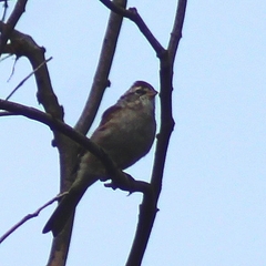 Spizella passerina