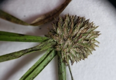 Cyperus brevifolioides