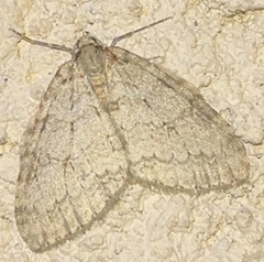 Epirrita dilutata