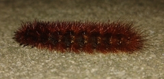Spilosomina