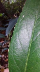 Leucothoe