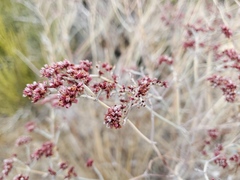 Eriogonum nummulare