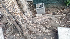 Chrysophyllum cainito