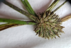 Cyperus brevifolioides