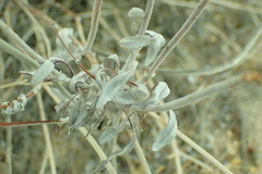Eriogonum nummulare