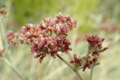Eriogonum nummulare