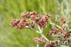 Eriogonum nummulare