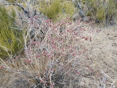 Eriogonum nummulare