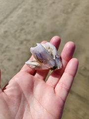 Notomegabalanus decorus