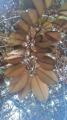 Chrysophyllum cainito