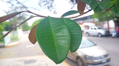 Chrysophyllum cainito