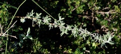 Eriocephalus racemosus