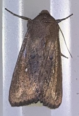 Mythimna albipuncta