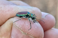 Cicindela limbalis