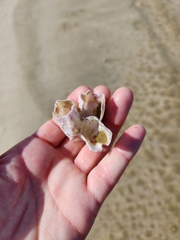 Notomegabalanus decorus