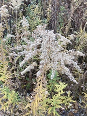 Solidago canadensis