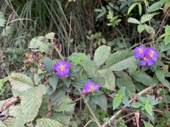 Tibouchina