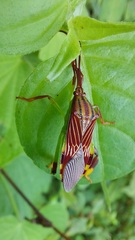 Melucha quinquelineata