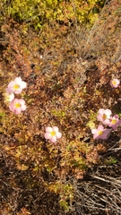 Rosaceae