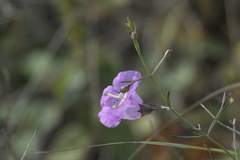 Agalinis strictifolia