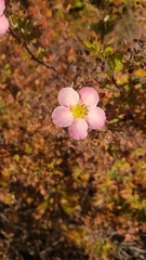 Rosaceae