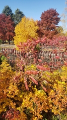 Rhus typhina