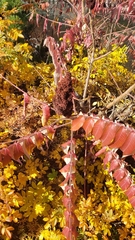 Rhus typhina