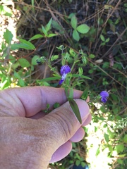 Trichostema setaceum