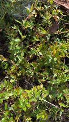 Decodon verticillatus