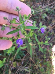 Trichostema setaceum