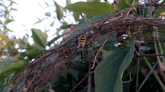 Argiope bruennichi