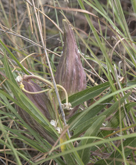 Asclepias asperula