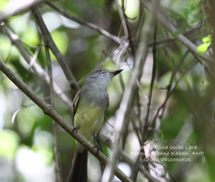 Myiarchus