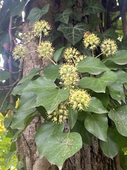 Hedera