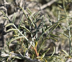 Psorothamnus arborescens