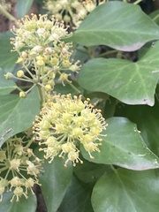 Hedera