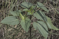 Datura
