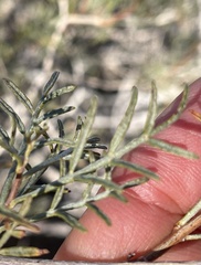 Psorothamnus arborescens