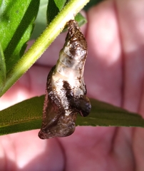 Limenitis