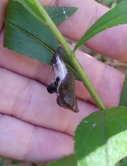 Limenitis