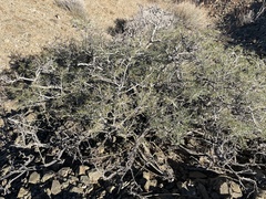 Psorothamnus arborescens