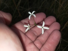 Kohautia amatymbica