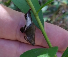 Limenitis