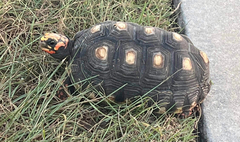 Chelonoidis carbonarius