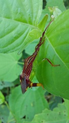 Melucha quinquelineata