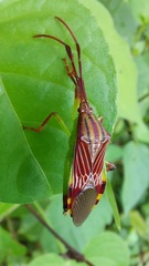 Melucha quinquelineata