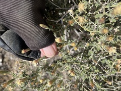 Brickellia frutescens