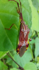 Melucha quinquelineata