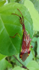 Melucha quinquelineata