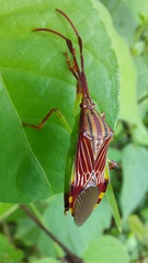 Melucha quinquelineata